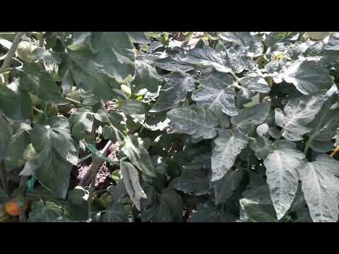 Видео: Выращивание томатов в открытом грунте.