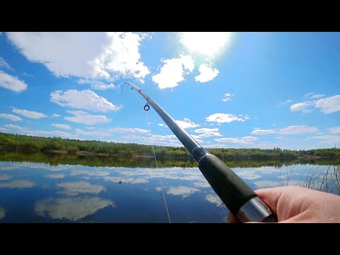 Видео: Рыбалка на ФИДЕР на Западной Двине. Фидер в Мае. Испытал прикормку из СВЕТОФОРА