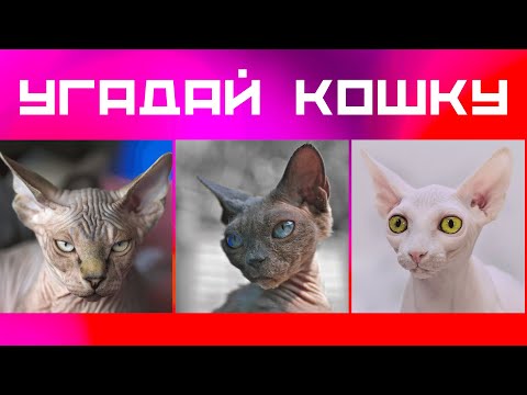 Видео: Кошки Тест на знание пород кошек Игра-викторина про домашних питомцев #кошки #тест