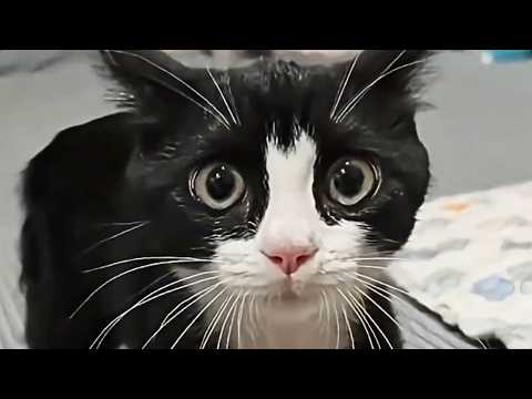 Видео: Это ваша ежедневная доза кошек 😂 День 8