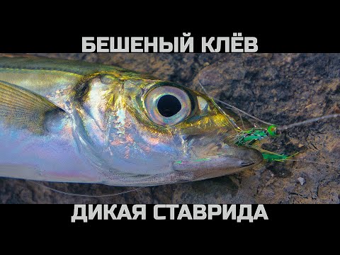 Видео: БЕШЕНЫЙ КЛЕВ на козырных камнях. Вот это РЫБАЛКА НА ДИКУЮ СТАВРИДУ.