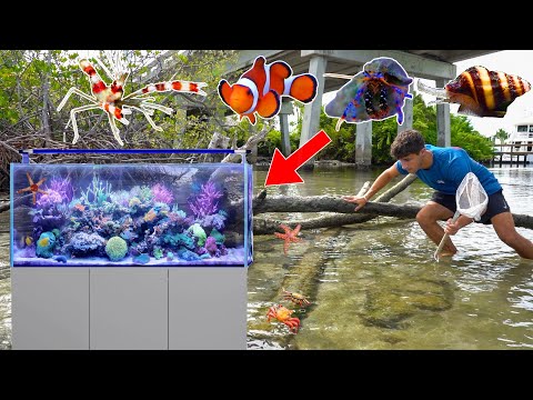 Видео: Заселение моего АКВАРИУМА БЕСПОЗВОНОЧНЫМИ + НОВЫМИ РЫБКАМИ!!