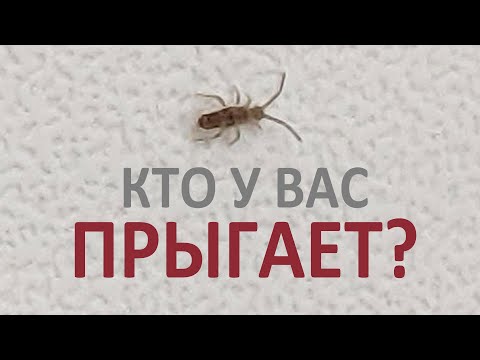 Видео: Все прыгающие насекомые (и не только насекомые) в квартире — самый простой определитель