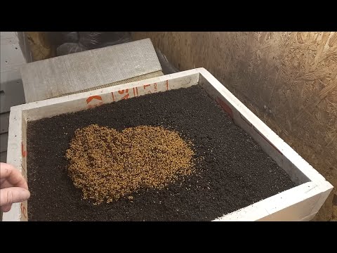 Видео: Как я заселяю коконы ККЧ.