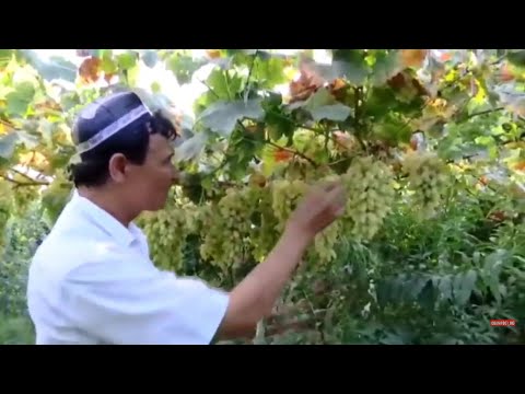 Видео: КАТТА ..УЗУМ ...НИХОЛАРИНИ ПАЙВАНДИ