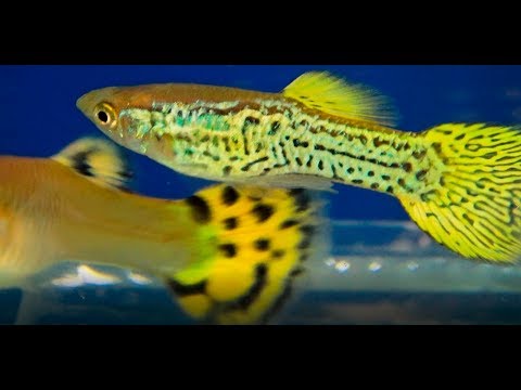 Видео: ГУППИ!Poecilia reticulata