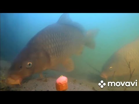 Видео: Подводные съёмки Сазана #2