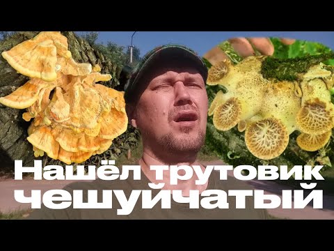 Видео: ОТец ищет грибы 1 июня 2025г. ТСЖ и Чешуйчатый