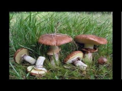 Видео: Грибочки 🍄‍🟫 та приємні розмови з глядачами