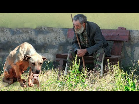 Видео: Изможденная собака с щенком в зубах приползла к дому одинокого мужчины, слезно вымаливая их спасти
