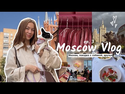 Видео: ВЛОГ из Москвы 🐾 5 дней с собакой, друзьями и вкусной едой