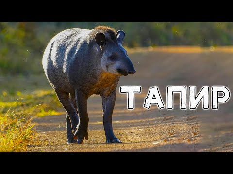 Видео: Тапир в дикой природе. Чем он питается и как живет.