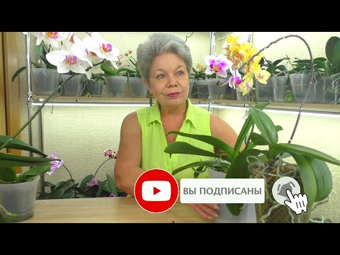 Видео: ЛЕНИВЫЙ ПОЛИВ Орхидеи 😊 - МОКРЫЕ ПЯТОЧКИ, в Коре и Керамзите. Когда это нужно? И когда МОЖНО?