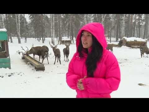 Видео: Если дома не сидится. Иткуль 08.12.2022