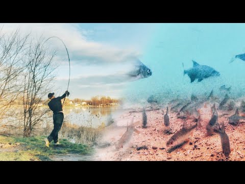 Видео: Фидер. Дальний Заброс. Подводные съемки. Итоги '23 года.