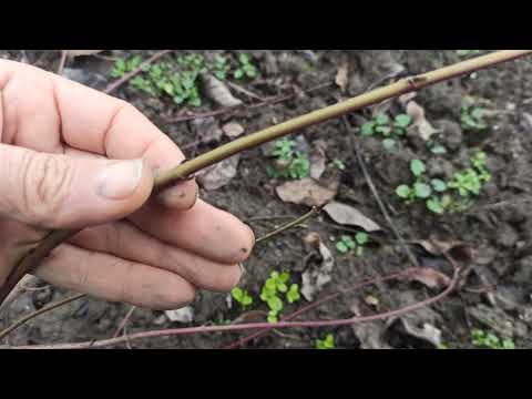 Видео: Разпознаване на Дрян от Кучешки дрян. Някои особености на Обикновен Дрян.