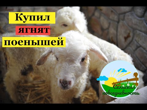Видео: Пополнение в хозяйстве, купил ягнят поенышей. Кормление ягнят.