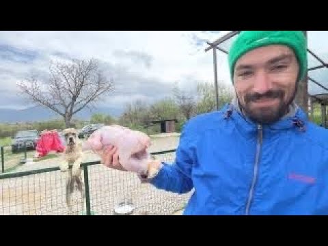 Видео: Кучешка Храна - Сурово Месо или Хрупки и Гранули? Как да храня моето куче най-здравословно?