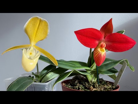 Видео:  Основы ухода за Phragmipedium.Phr.besseae купленный на выставке в Берлине.#flowers #orchid #plants 