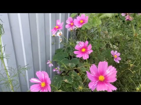 Видео: Отпуск— отдых от работы, а не от огорода #анапа