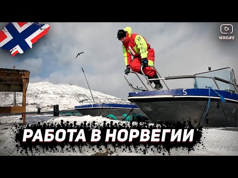 Видео: Работа Мечты! Первый рабочий день в Норвегии на Рыболовной базе! (Ep 2)