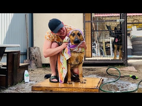 Видео: Банный день. Купаем немецкую овчарку.