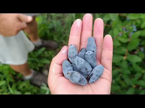 Видео: Жимолость. АВРОРА, 4-й год. Куст ломиться от ягод.