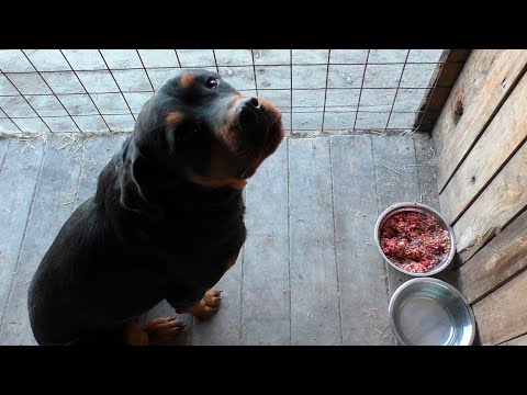 Видео: Как я кормлю собак. Один из приёмов пищи. Ротвейлер и Хаски