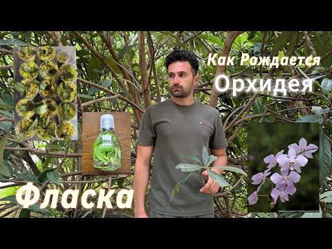 Видео: Рождение Орхидеи. Как размыть фласку ￼с Фаленопсисом￼￼