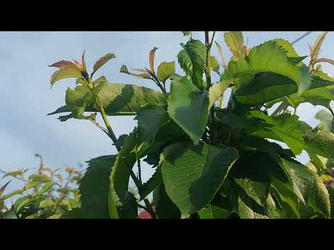 Видео: Формиране на ниски череши на силна подложка!!!