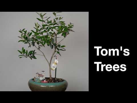 Видео: Деревья Тома: Бонсай Дэйва E544