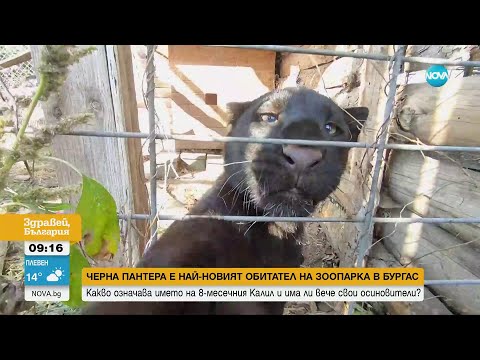 Видео: Черна пантера е най-новият обитател на Зоопарк Бургас - Здравей, България (01.11.2023)