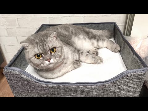 Видео: Быт и... НОВЫЕ Зайки!