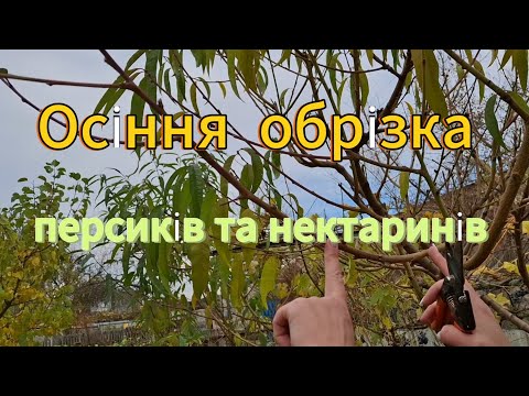 Видео: Обрізаю персики та нектарини 