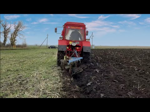 Видео: Почти идеальная пахота МТЗ-80 «Горыныч»!!!!!💪