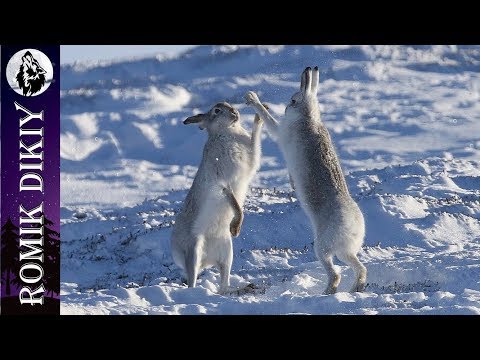 Видео: ОХОТА на зайца. Много... Результативно...