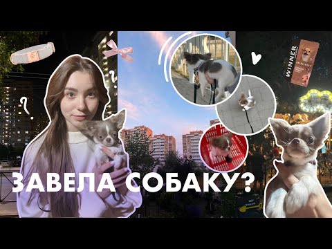 Видео: Я ЗАВЕЛА СОБАКУ?