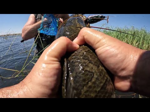 Видео: Капчагай первая НС. Рыбалка на Змей-голова