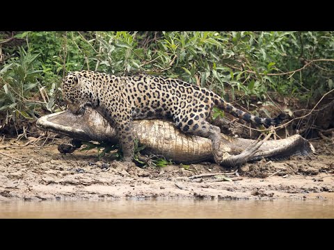 Видео: ЯГУАР В ДЕЛЕ - универсальный солдат Южной Америки! Ягуар против змей, кайманов, капибар и даже выдр!