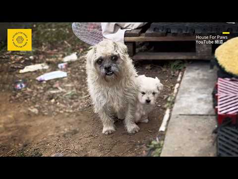 Видео: Это мой единственный ребёнок" – Чтобы спасти его, бездомная собака подтолкнула щенка ко мне