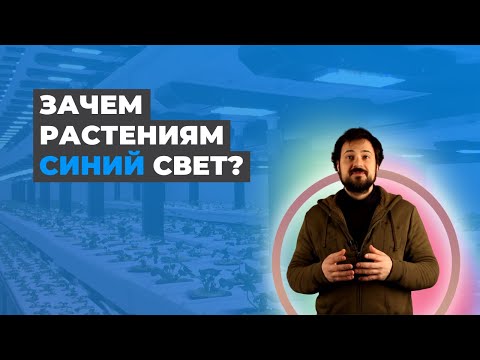 Видео: Влияние Синего Спектра На Развитие Растения