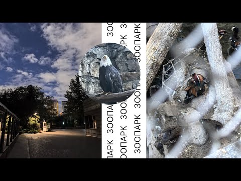Видео: Теперь студентам не пройти в зоопарк? Минусы и плюсы Московского зоопарка / Планетарий в Москве