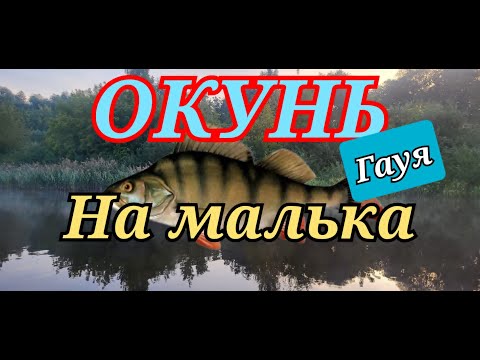 Видео: Окунь на малька. Гауя 2024