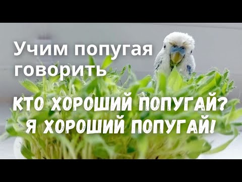 Видео: Учим попугая говорить Кто хороший попугай? Я хороший попугай!
