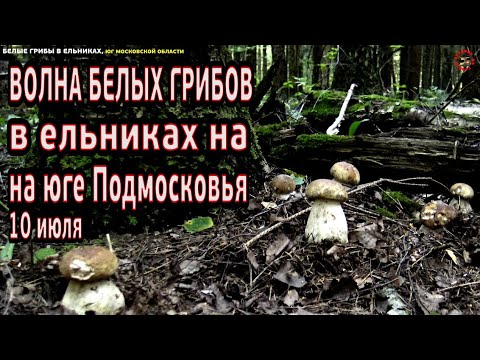 Видео: Волна белых грибов в ельниках на юге Московской области, 65 км по Каширке