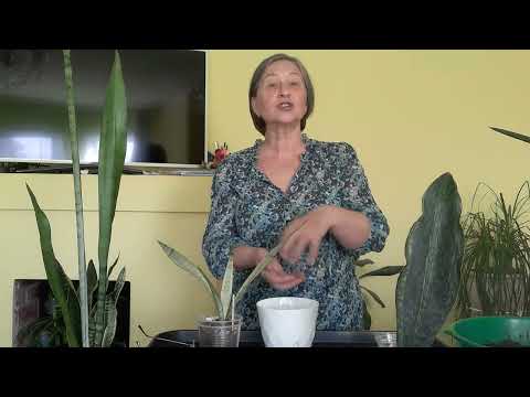 Видео: И снова  сансевиерии красотки.