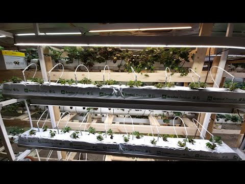 Видео: СТЕЛЛАЖ ДЛЯ КЛУБНИКИ // ТРЕЙ В ЦЕХ // СОПРАНО