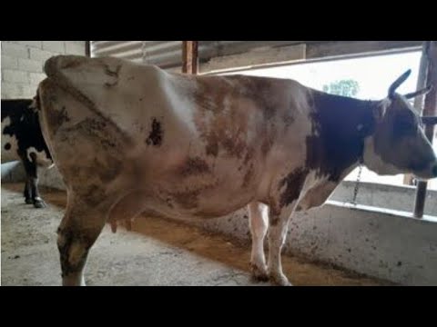 Видео: Кунаажын уй эркек ургачы торпок бааларын көрө аласыздар 9,11,25