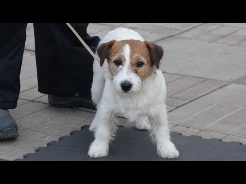 Видео: ДТ - 285. Джек-рассел-терьер тянет на прогулке и отдыхает на диване.