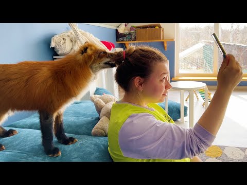 Видео: Лиса и енот принимают гостей